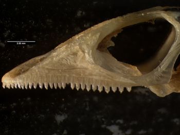 Media type: image;   Herpetology R-132035